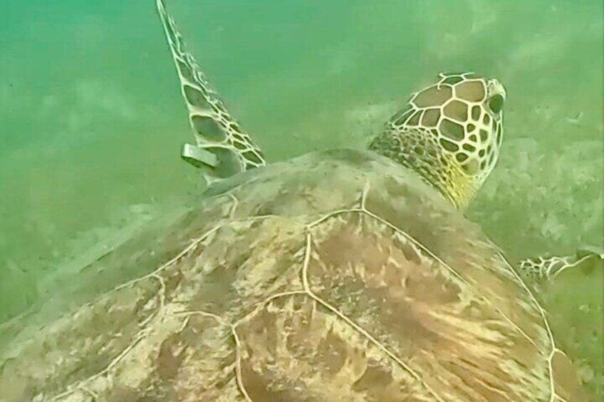 Swim with Sea Turtles in San Juan Water Scooter Snorkeling