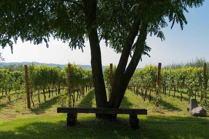 Naples Tuk Tuk Experience Views and Vineyards
