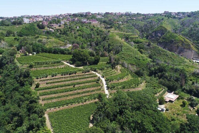 Naples Tuk Tuk Experience Views and Vineyards