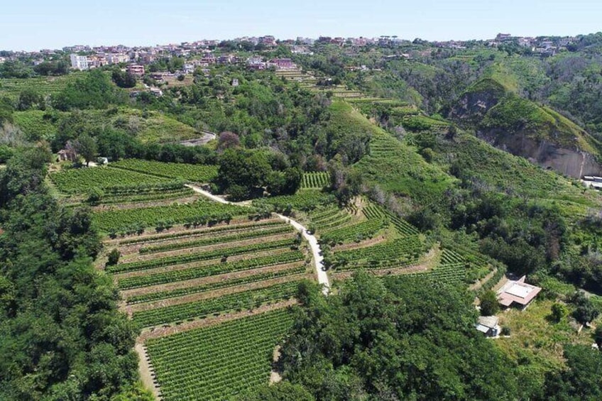 Naples Tuk Tuk Experience Views and Vineyards