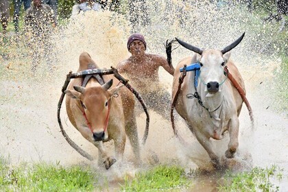 Tour privato di West Sumatra da Padang in auto privata
