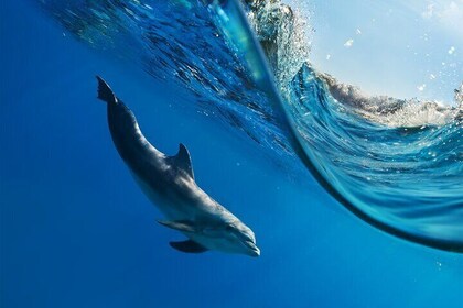 Hurghada Dolphin Watching and Snorkeling Adventure with Lunch