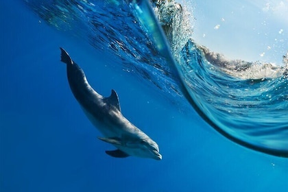 Hurghada Dolphin Watching and Snorkeling Adventure with Lunch