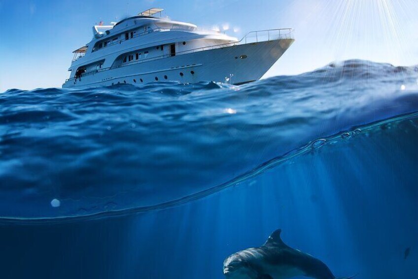 Hurghada Dolphin Watching and Snorkeling Adventure with Lunch