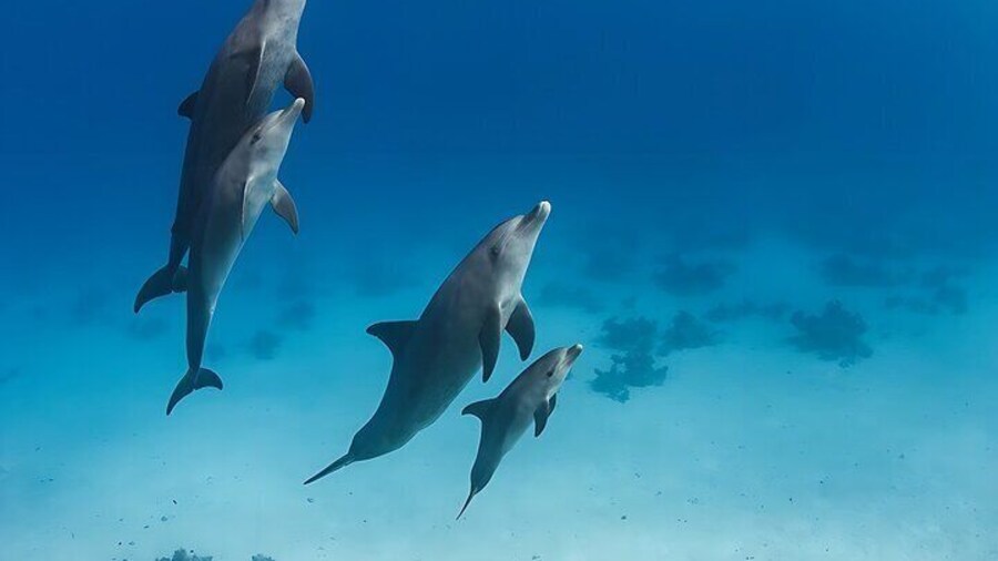 Dolphin Watching and Snorkeling Adventure with Lunch