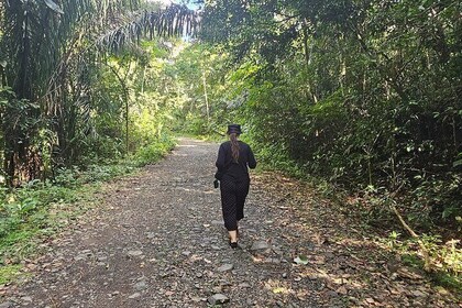 Visit the Gamboa Rainforest: Hummingbirds, Monkeys & Lunch
