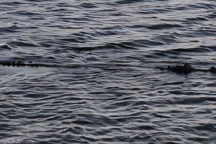 Lake Osborne Gator Watch Tour