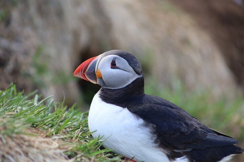 Puffin Encounter from Port of Seydisfjordur