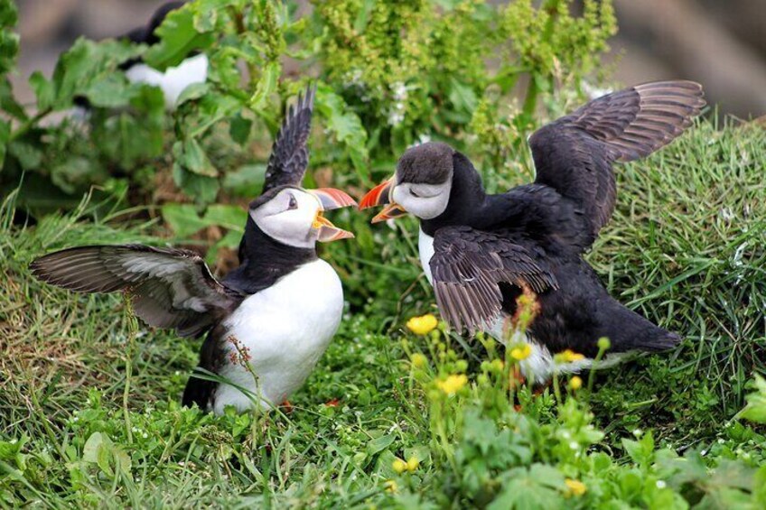 Puffin Encounter from Port of Seydisfjordur