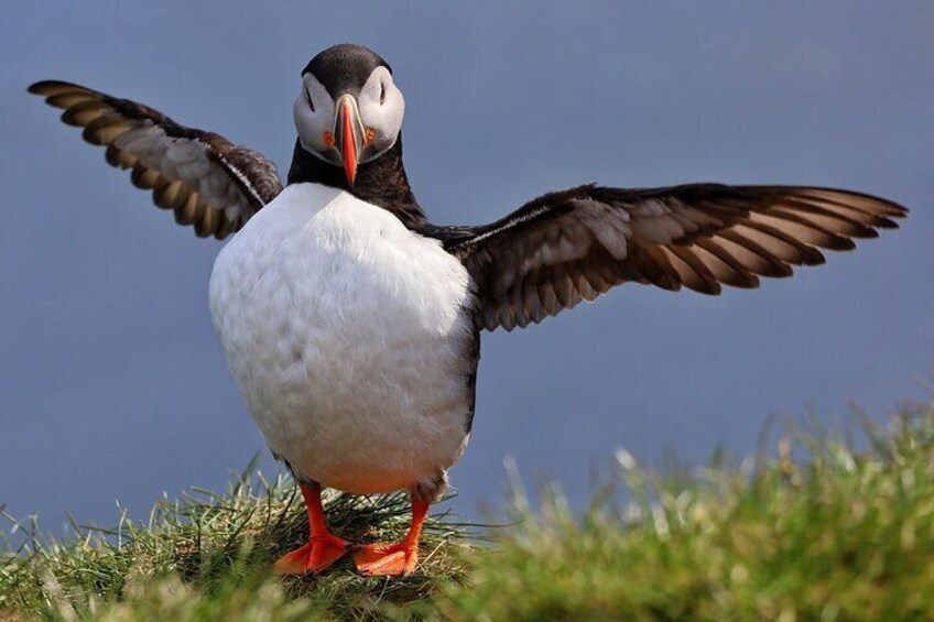 Puffin Encounter from Port of Seydisfjordur