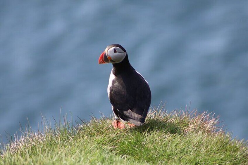 Puffin Encounter from Port of Seydisfjordur