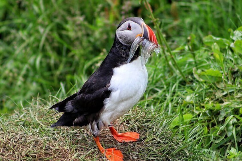 Puffin Encounter from Port of Seydisfjordur
