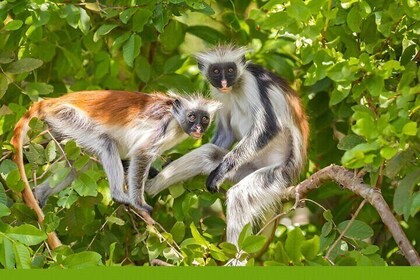 Josani Forest & Stone Town Tour Experience W/ Transfer - Zanzibar