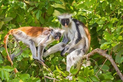 Josani Forest & Spice Farm Tour Experience & Transfer - Zanzibar