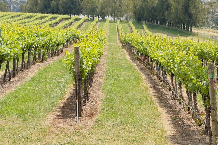 Orange Region Winery Experience by Onayi 