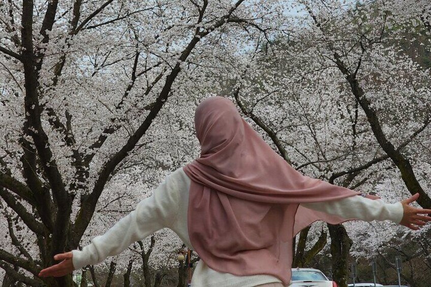 The beautiful cherry blossom in Tapsa Temple