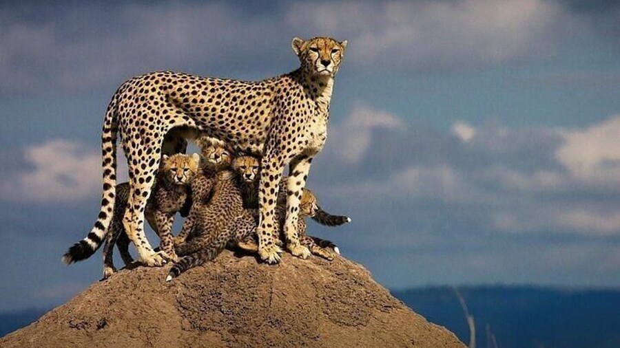 5 Days Comfort Safari in Kenya