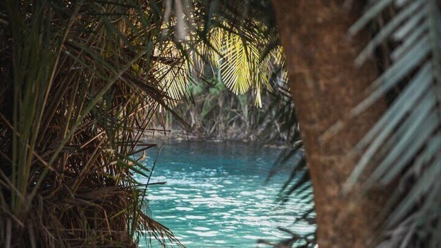 Kikuletwa Springs Private Swimming Activity Adventure