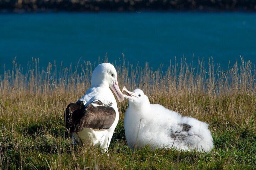 Dunedin City - Settlers & Voyages Tour