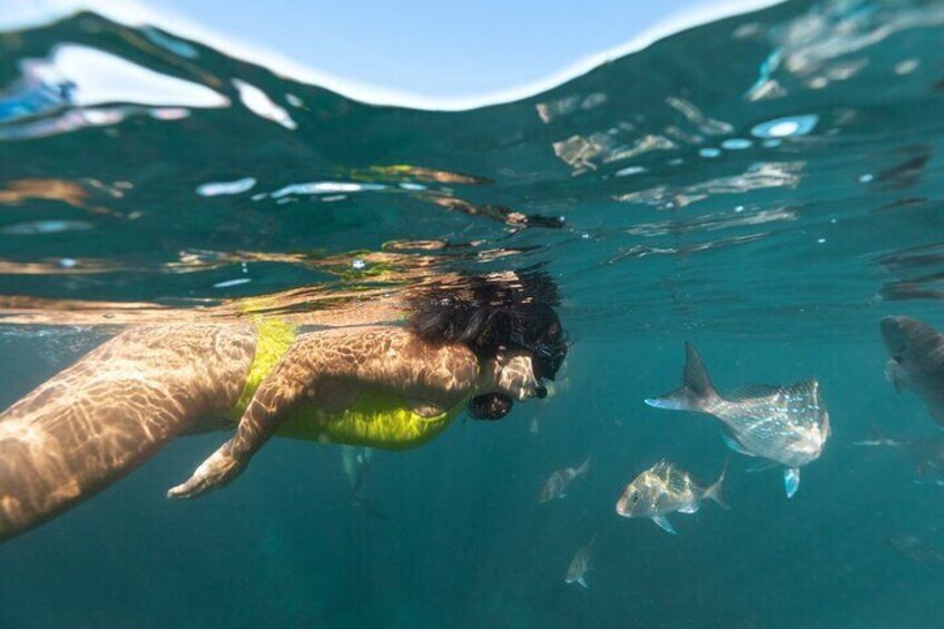 Explore the Marine Life with Cathedral Cove Snorkeling Tour