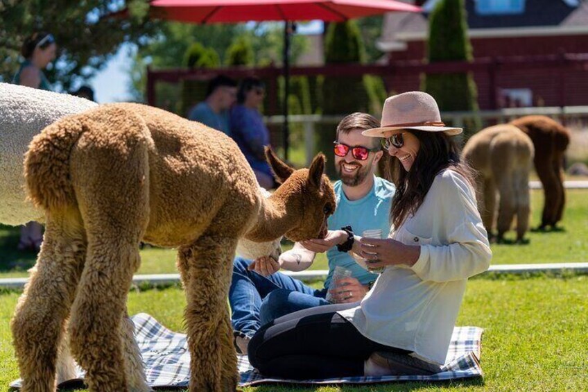 Alpaca Picnic Experience in Oregon