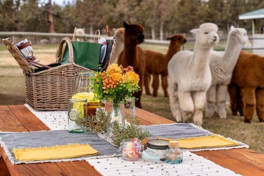 Alpaca Picnic Experience in Oregon
