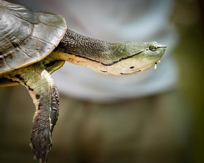 Temaiken Biopark Experience: Admission & Transport