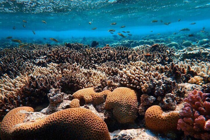 Yanbu Snorkeling Private Activity in Yanbu Saudi Arabia
