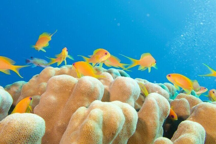 Yanbu Snorkeling Private Activity in Yanbu Saudi Arabia