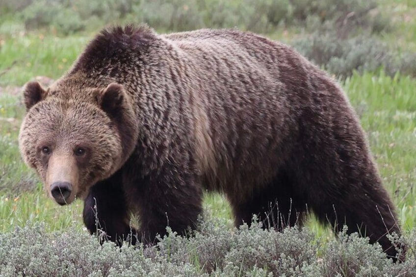 Grand Teton National Park Tour