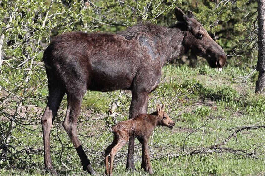 Grand Teton National Park Tour