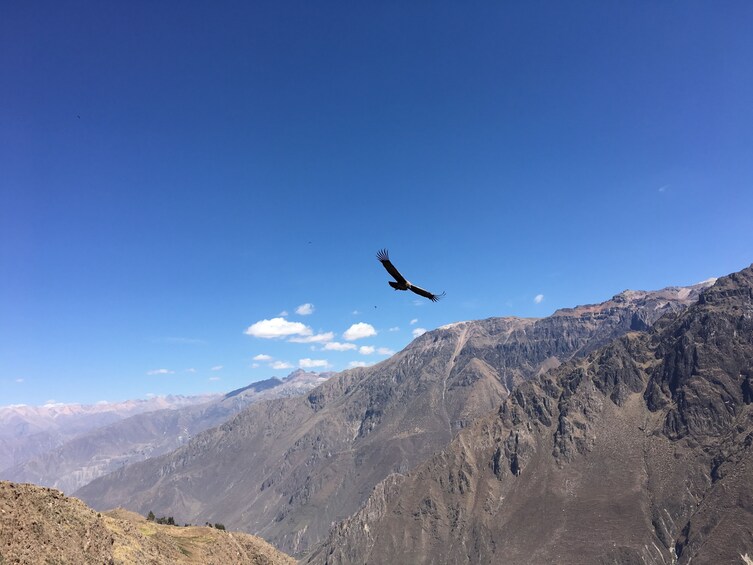 Arequipa: Tour Colca Canyon 2 Days Classic overnight in Chivay