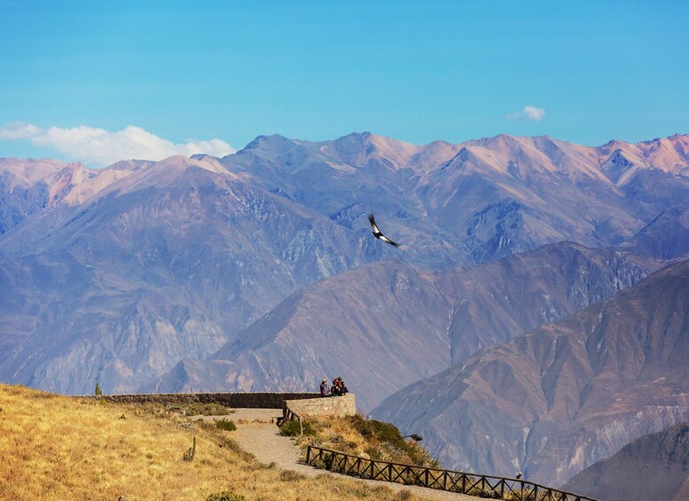 Arequipa: Tour Colca Canyon 2 Days Classic overnight in Chivay