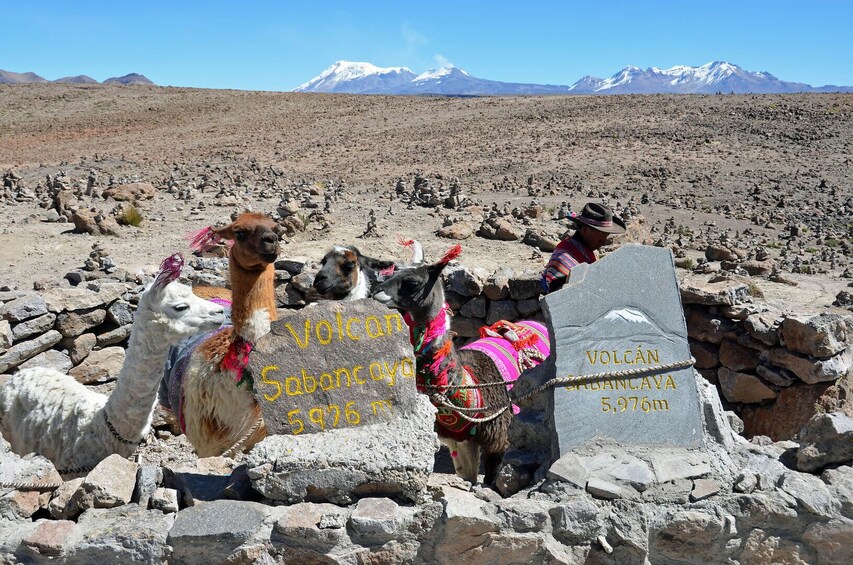 Arequipa: Tour Colca Canyon 2 Days Classic overnight in Chivay