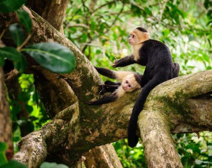 Manuel Antonio National Park from San José