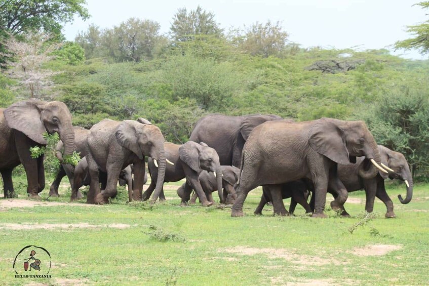Picture 30 for Activity Selous: A 1-Day Off-Road Safari Adventure from Zanzibar
