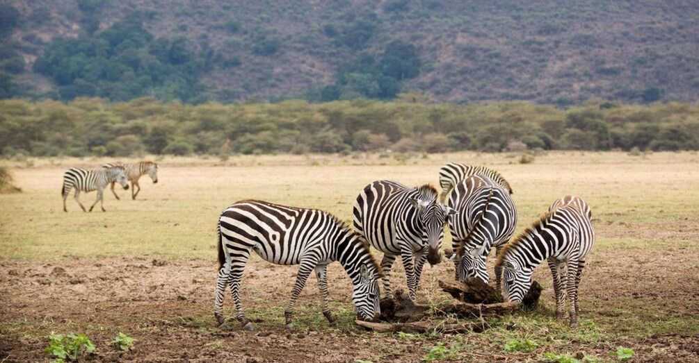 Picture 2 for Activity 1 Day Lake Manyara National Park Safari