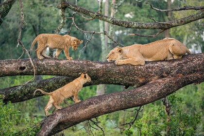 1 Day Lake Manyara National Park Safari