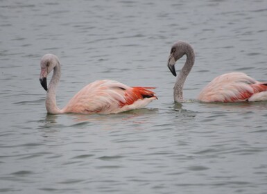 From Córdoba: Ansenuza National Park