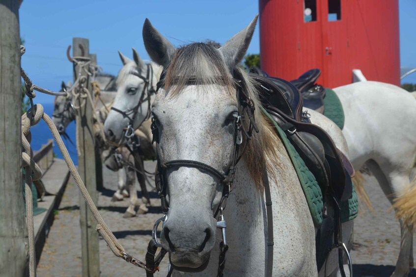 Picture 1 for Activity Faial Island: Horseback Riding on Lusitano Trail