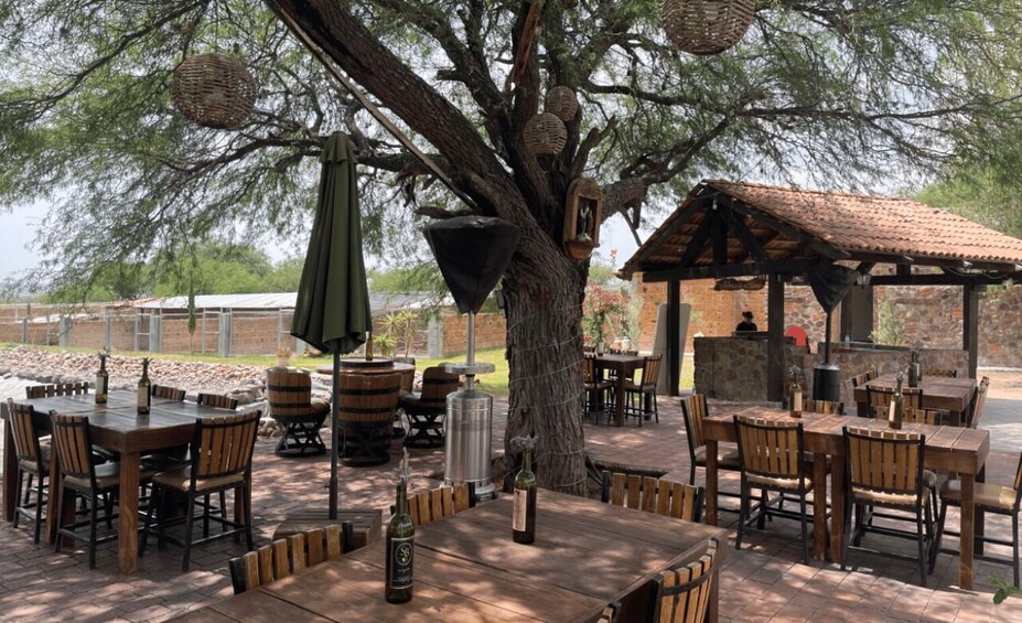 Picture 3 for Activity San Miguel de Allende: A Journey Through Vineyards