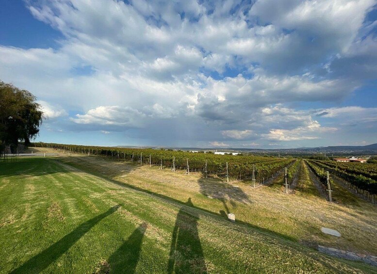 Picture 2 for Activity San Miguel de Allende: A Journey Through Vineyards
