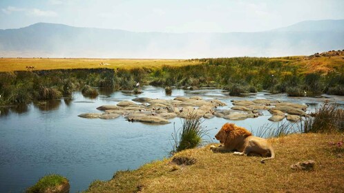 3 Day Tanzania Safari