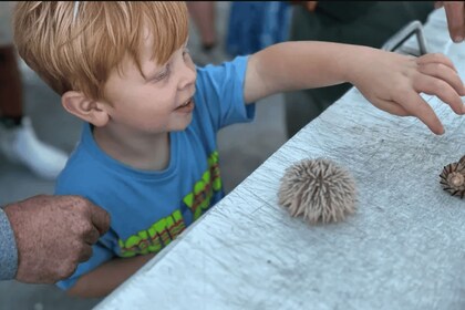 Myrtle Beach: Dolphin & Sealife Cruise, Great for All Ages!