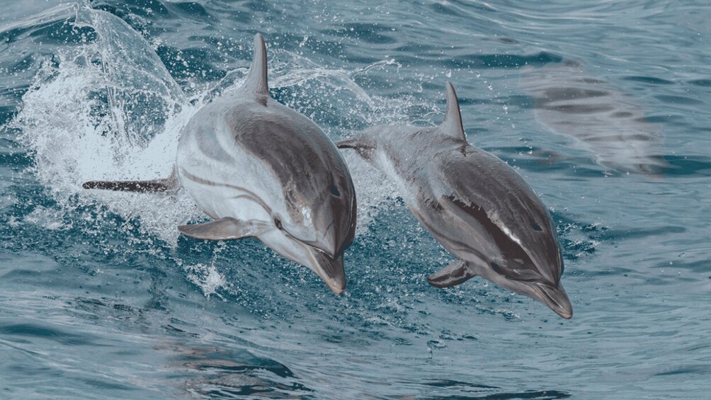 Picture 3 for Activity Myrtle Beach: Dolphin & Sealife Cruise, Great for All Ages!