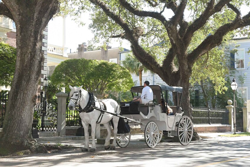 Picture 5 for Activity Charleston, SC: Private Evening Horse & Carriage Tour