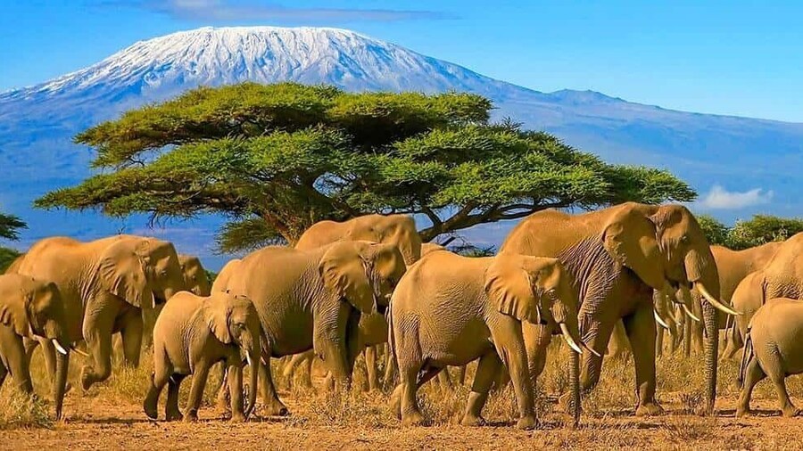 Amboseli: Day Tour by 4WD