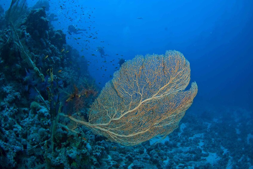 Picture 6 for Activity Playa del Carmen: Dive into our Local Reefs Today!