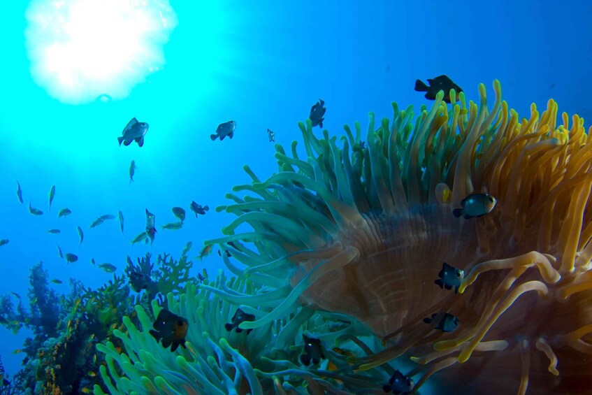 Playa del Carmen: Dive into our Local Reefs Today!