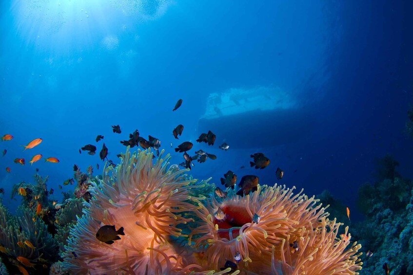 Picture 2 for Activity Playa del Carmen: Dive into our Local Reefs Today!